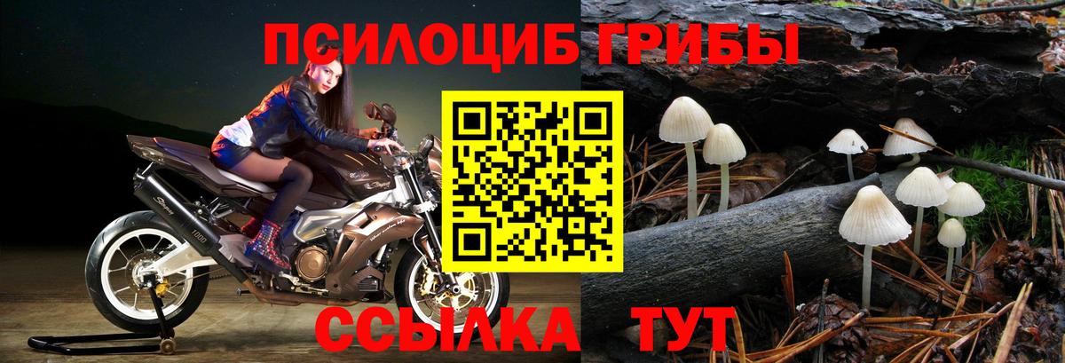 Псилоцибиновые грибы Psilocybe Ноябрьск